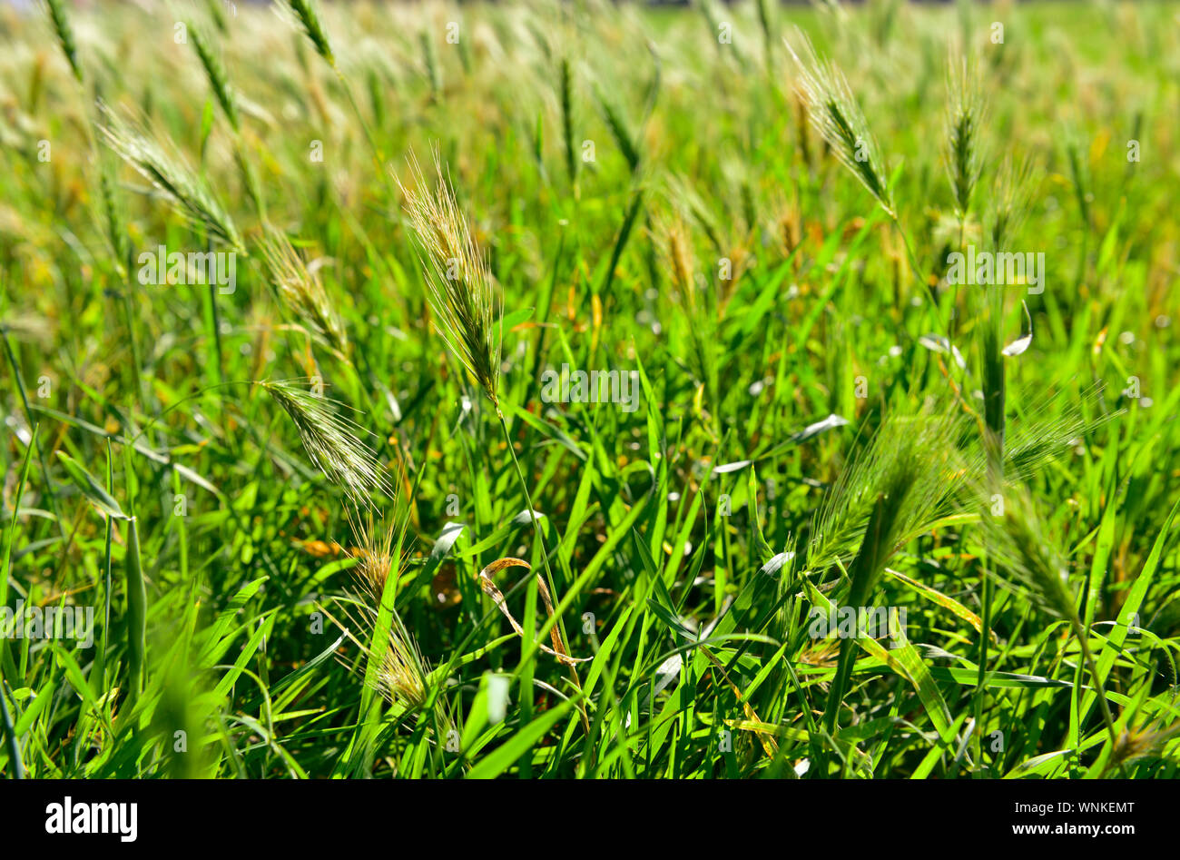 Rasen im City Park Links mit den blühenden uncut zu gehen Stockfoto
