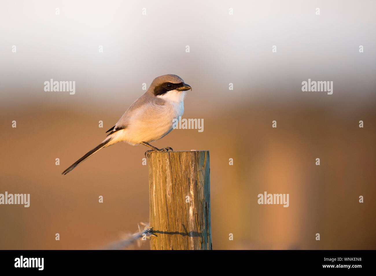 Eine unechte Shrike thront auf einem hölzernen Zaun Pfosten in den wunderschönen Abend goldenes Sonnenlicht. Stockfoto