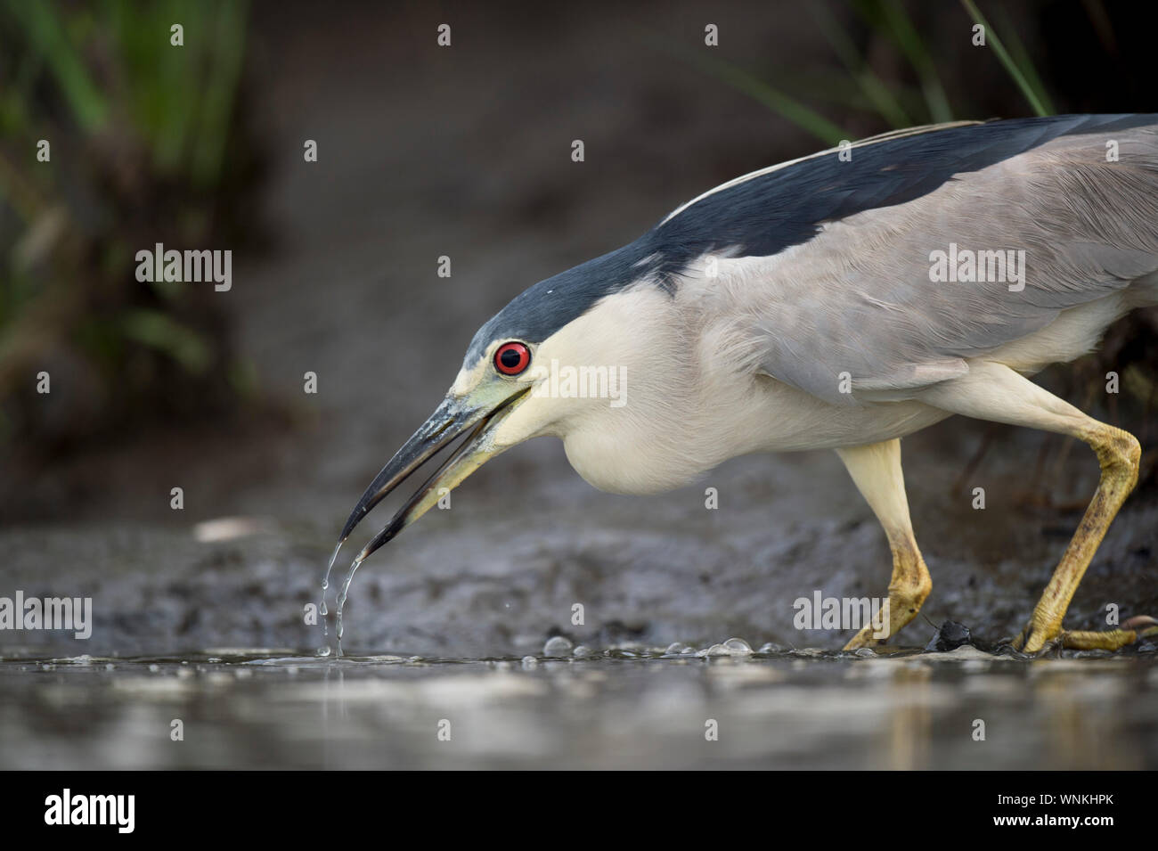 Ein schwarzer - gekrönte Night Heron Stiele im seichten Wasser auf der Suche nach Nahrung in weiches Licht mit ihren leuchtend roten Auge heraus. Stockfoto