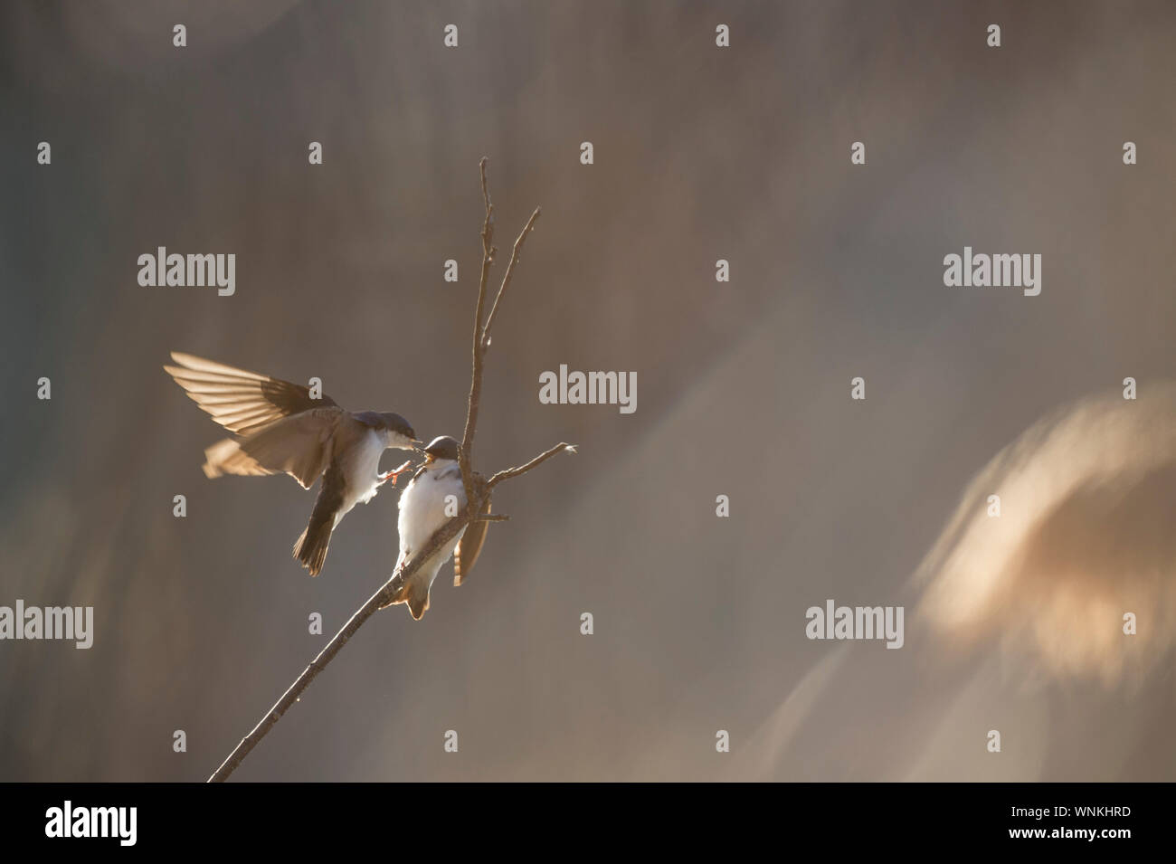 Ein paar Baum Schwalben interagieren und rufen einander an, während man in der strahlenden Morgensonne fliegt. Stockfoto