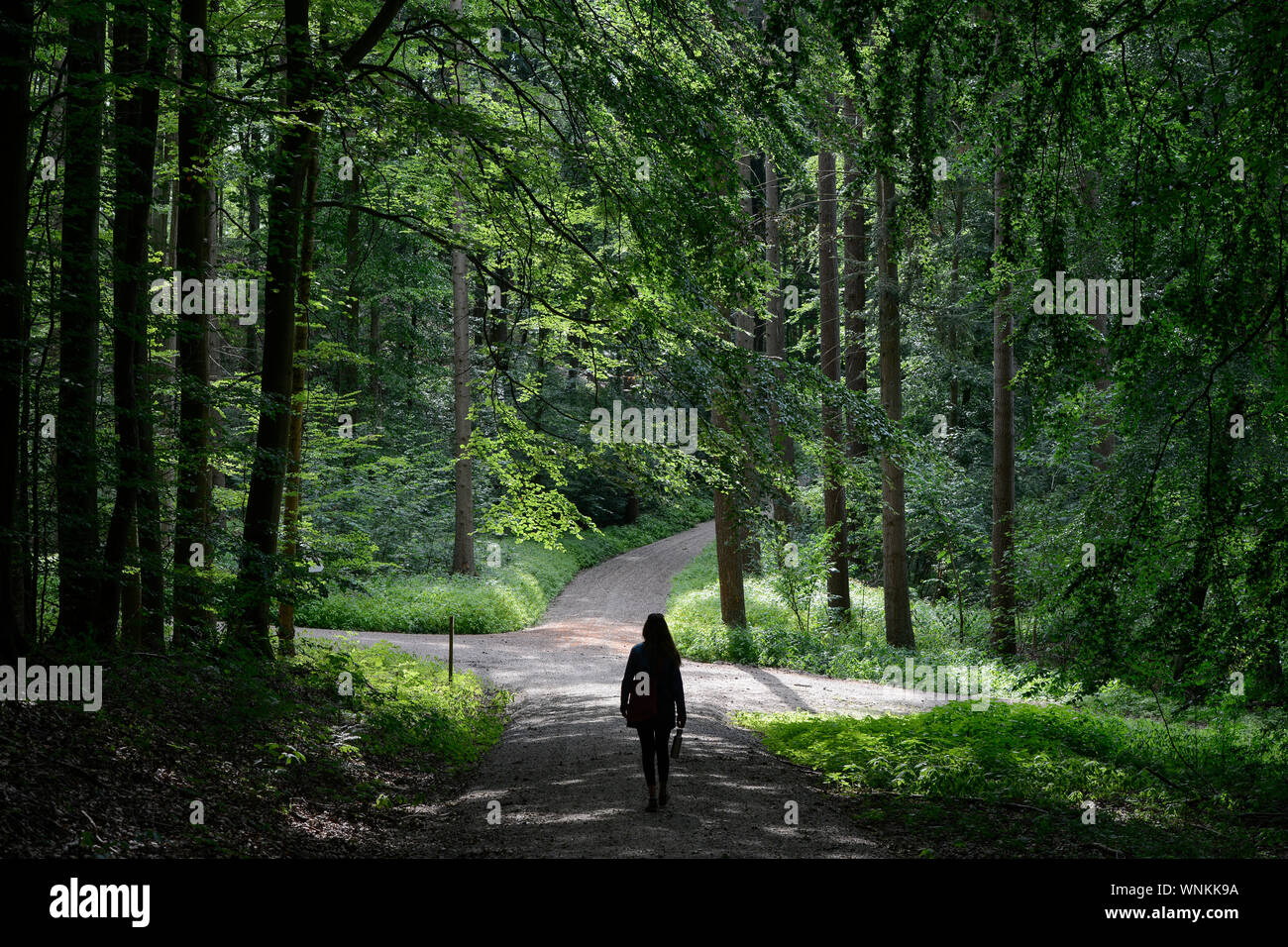 Deutschland, Teterow, grüne Buchenwälder der Burg Schlitz Stockfoto