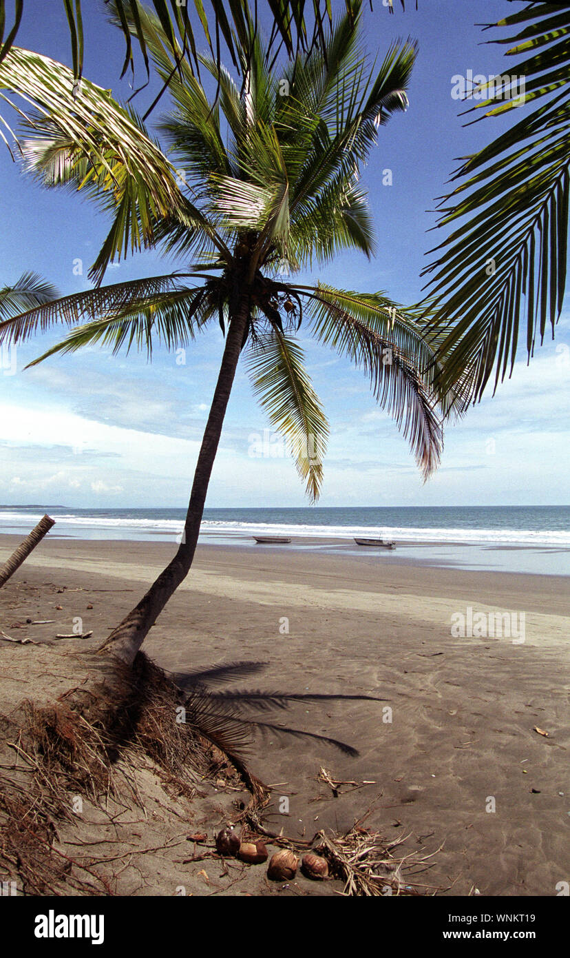 Eine Palme beugt sich über den Strand von Playa Estorillos in der Provinz Puntarenas Costa Rica. Stockfoto