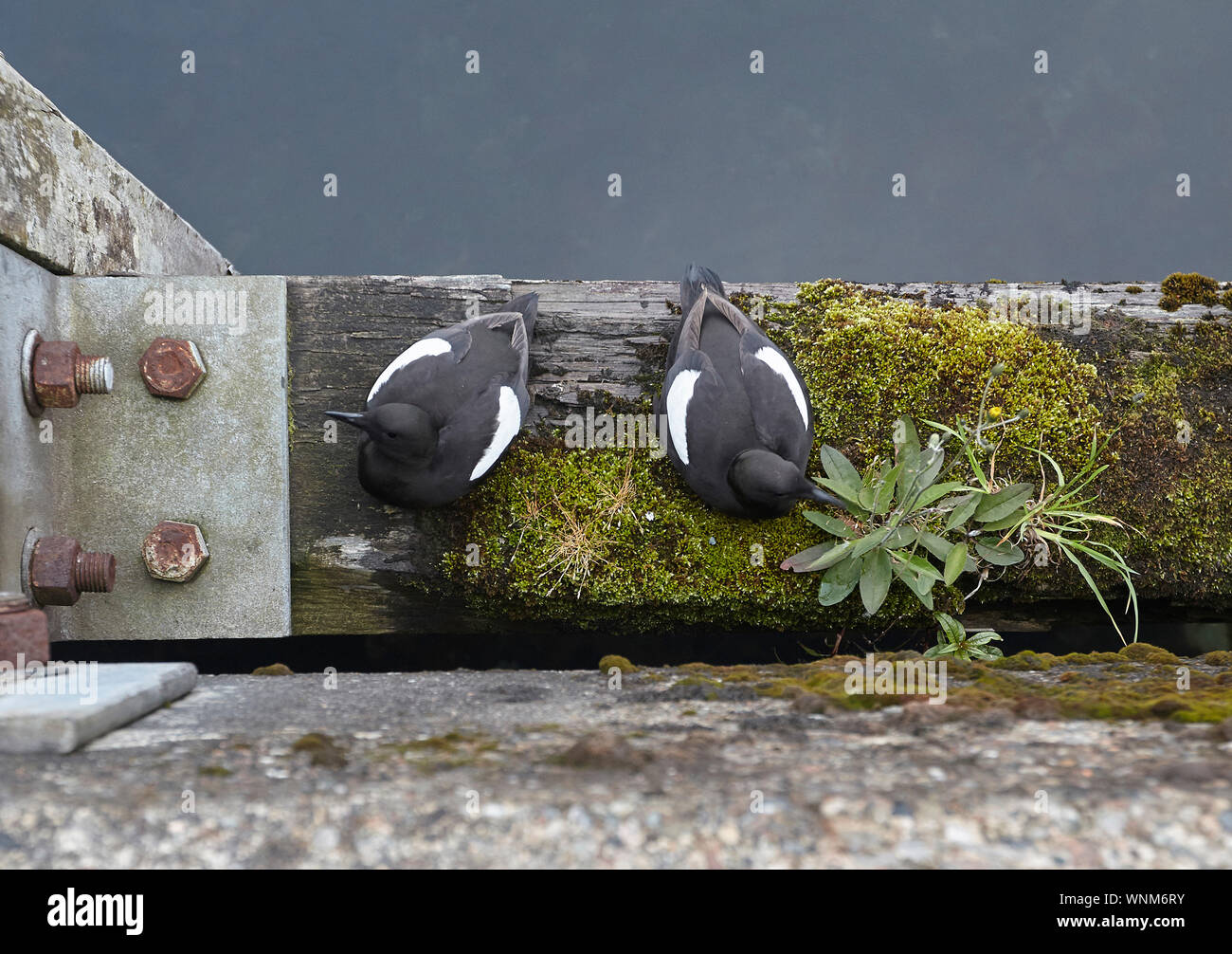 Paar Gryllteisten, Cepphus grylle auf der Hafenmauer Holzbalken, Oban, Schottland, UK Stockfoto