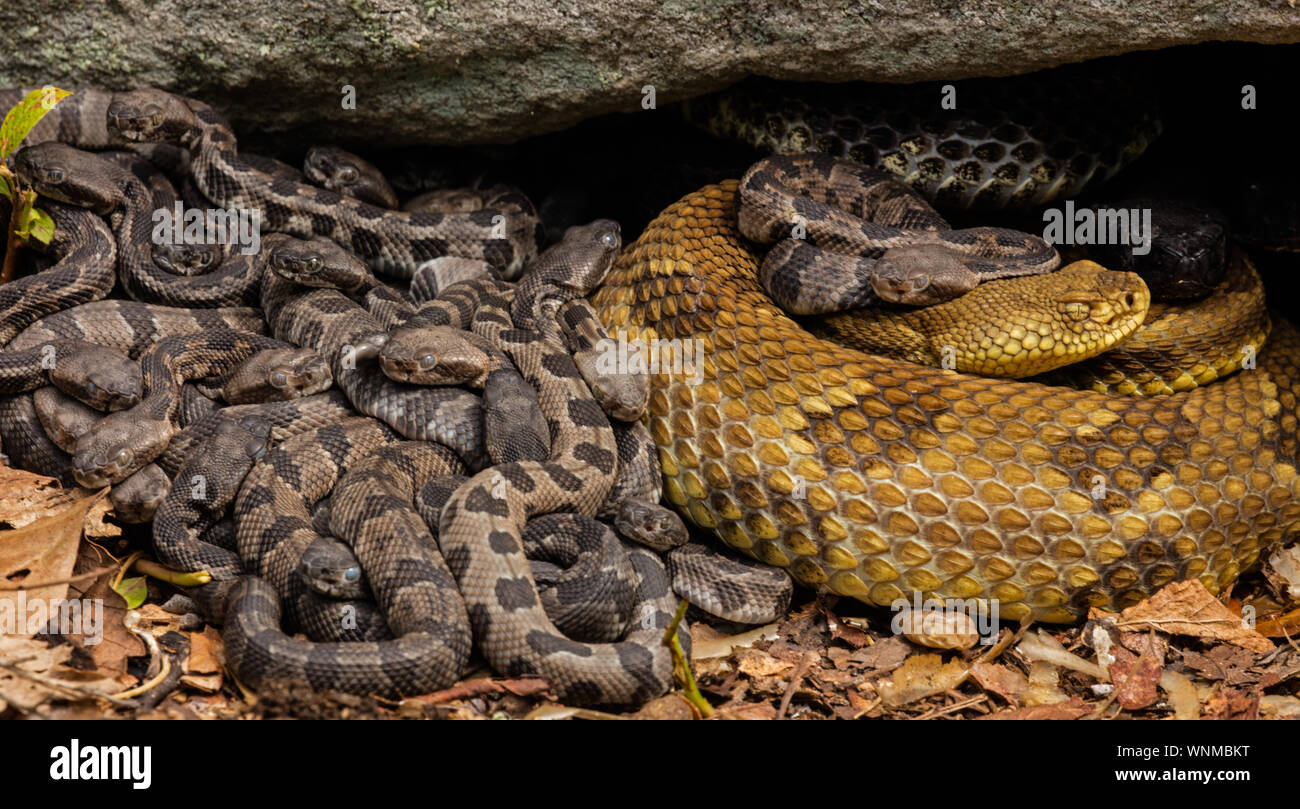 Holz Klapperschlangen (Crotalus horridus), erwachsenen Frauen und neugeborenen Jungen, Pennsylvania, Gravid weiblichen Holz Klapperschlangen versammeln sich an maternit Stockfoto