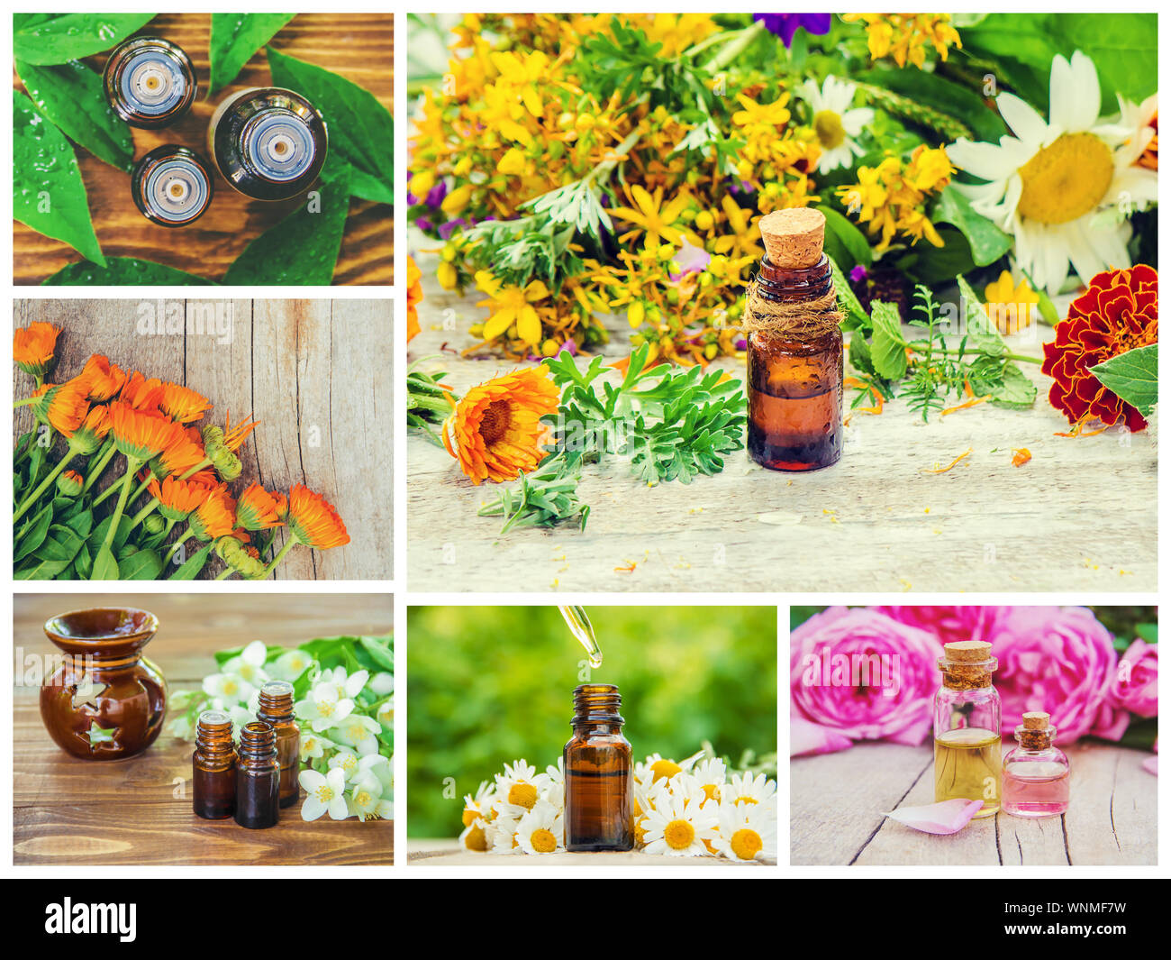 Collage aus verschiedenen Bildern von Auszügen aus Kräutern. Homöopathie. Selektive konzentrieren. Natur. Stockfoto