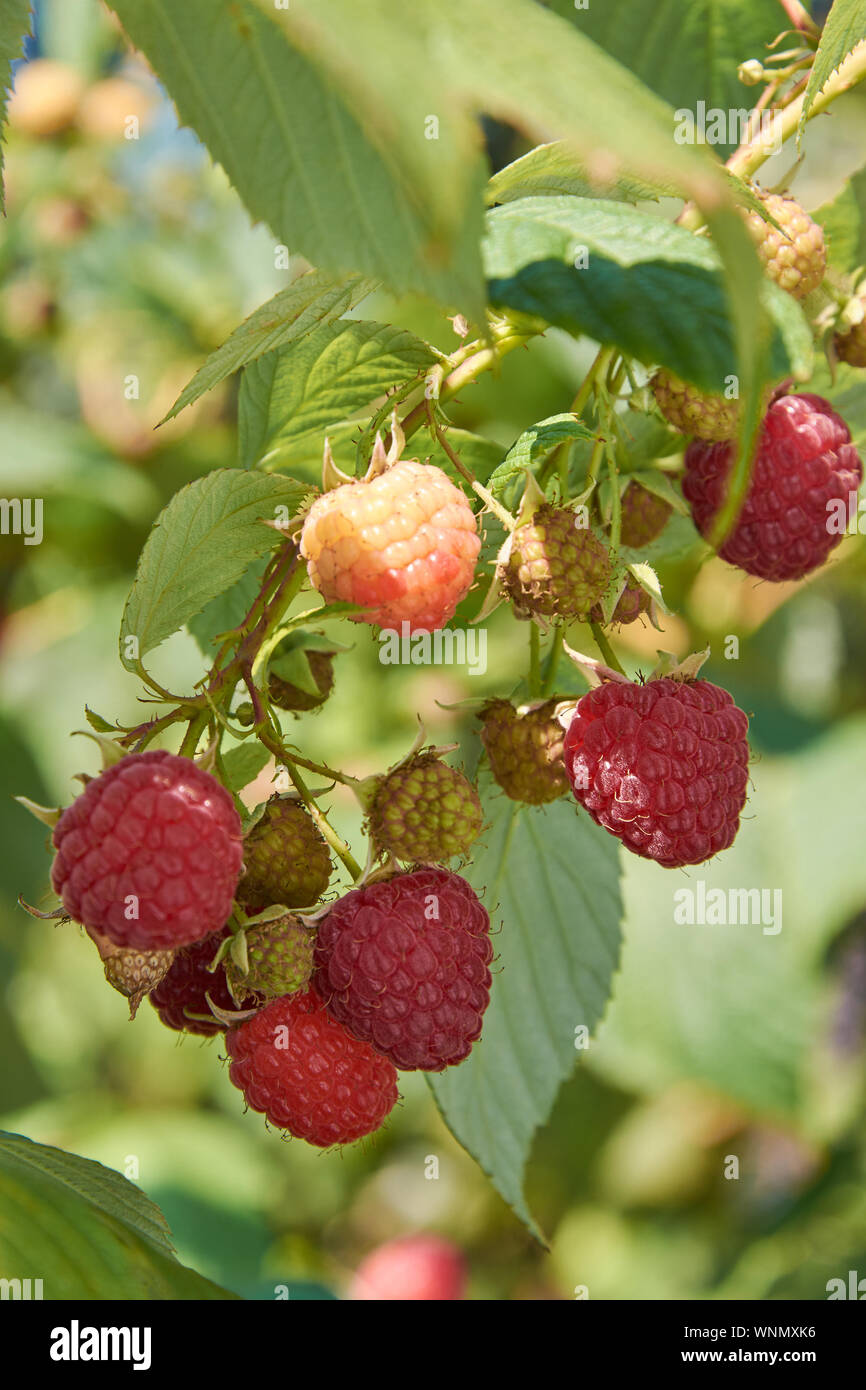 Zweig der Herbst-Lager Himbeere mit vielen roten Beeren Stockfoto