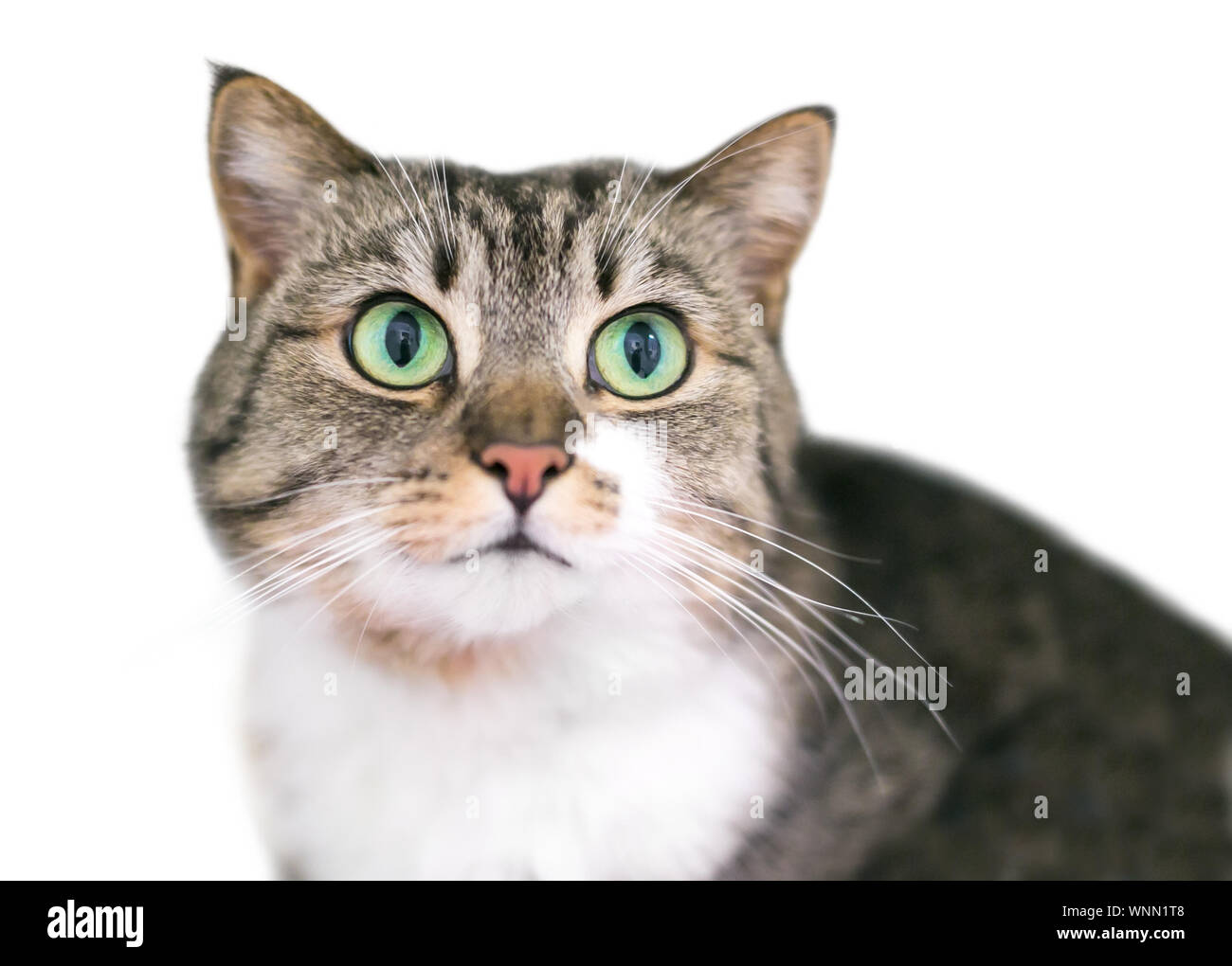 Ein tabby und weißen inländischen Kurzhaarkatze mit leuchtend grünen Augen Stockfoto