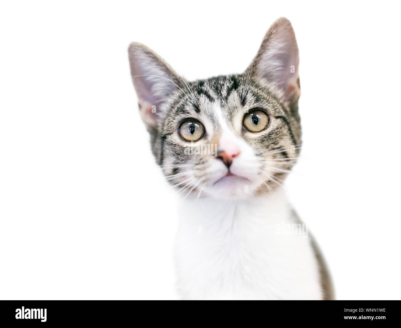Ein niedliches inländischen Kurzhaar Kätzchen mit Tabby und weiße Markierungen Stockfoto