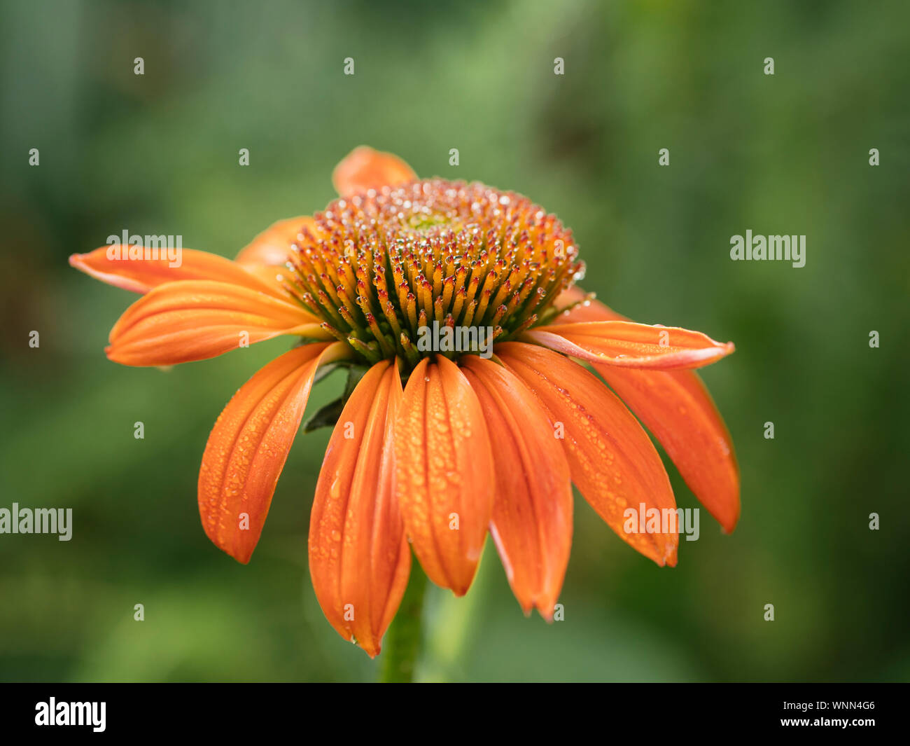 Orange coneflower mit Morgentau. Stockfoto