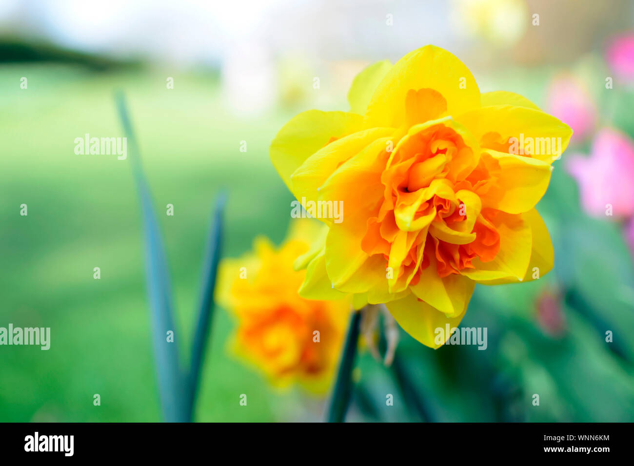 Eine schöne Gelbe weiche Narzisse Blume oder Narzissen blühen mit unscharfen grüne Blätter natürlichen Hintergrund Stockfoto