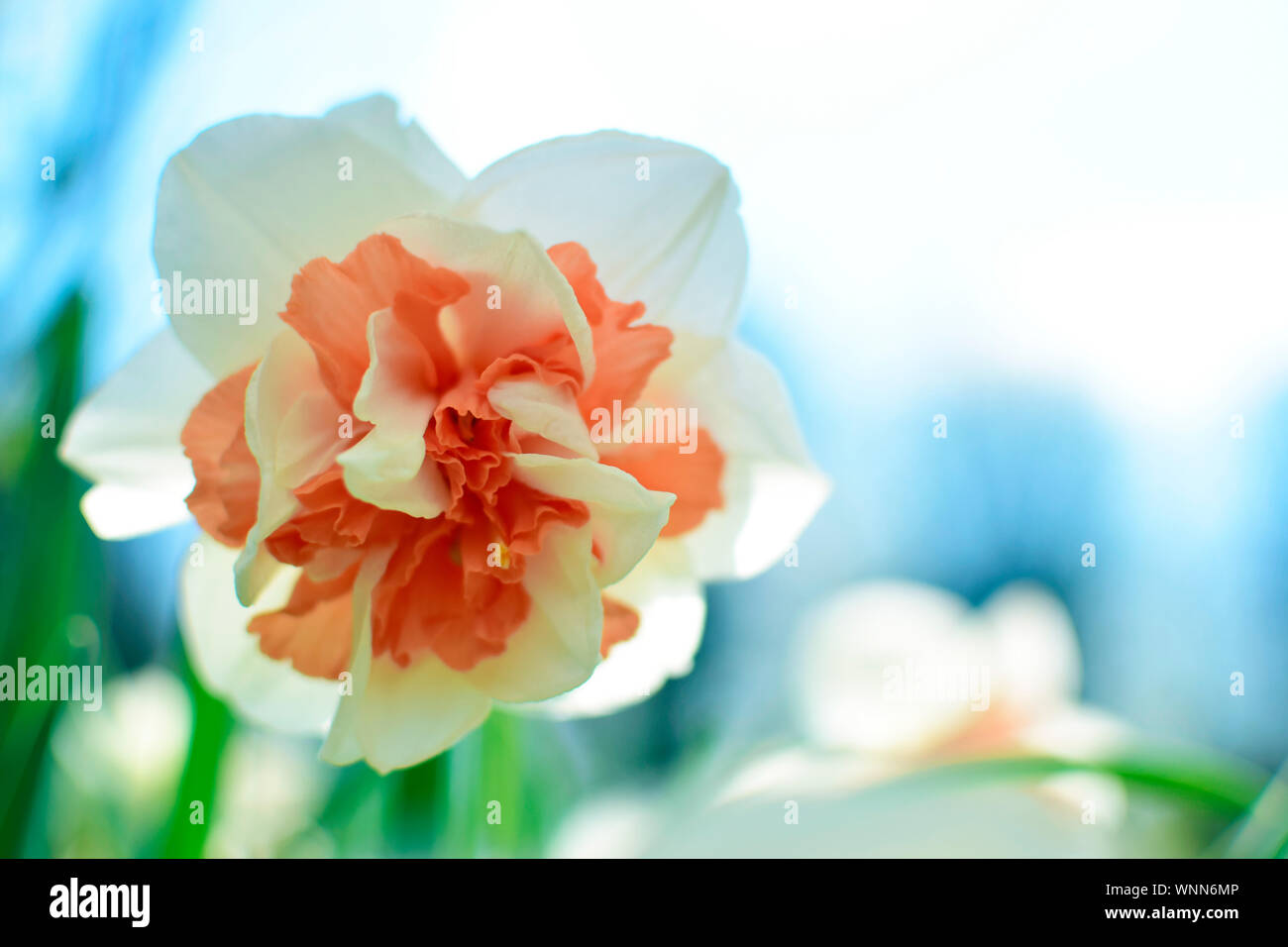 Eine schöne Gelbe weiche Narzisse Blume oder Narzissen blühen mit unscharfen grüne Blätter natürlichen Hintergrund. Stockfoto