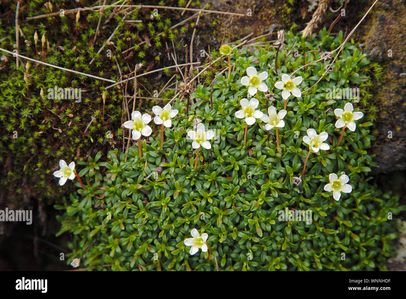 - Diapensia Diapensia lapponica - entlang der Appalachian Trail in den White Mountains, New Hampshire während der Sommermonate. Gefunden bei höheren elevatio Stockfoto