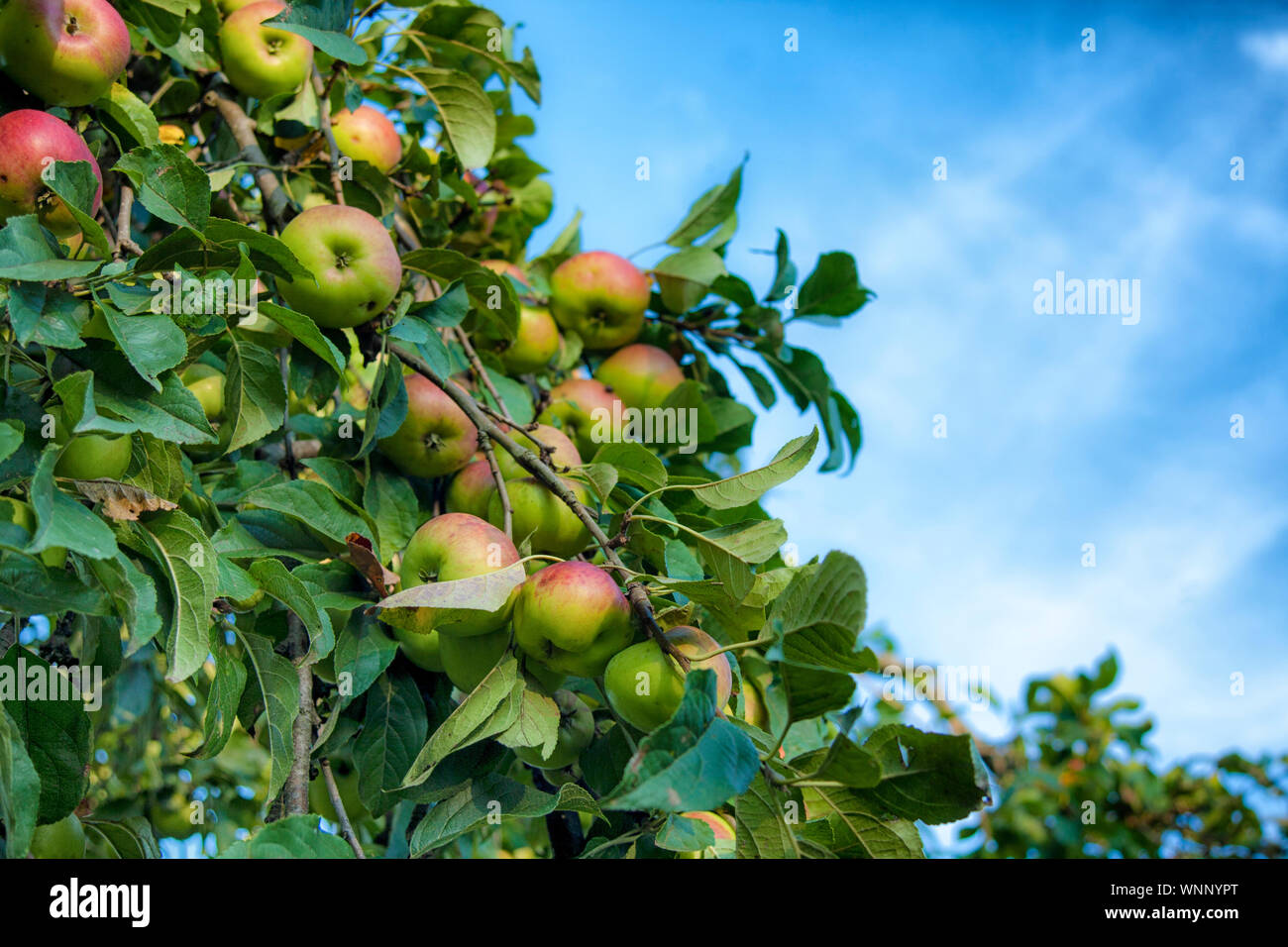 Teil von Apple tree mit Apple Früchten und grünen Blättern. Im Hintergrund ist ein blauer Himmel. Stockfoto