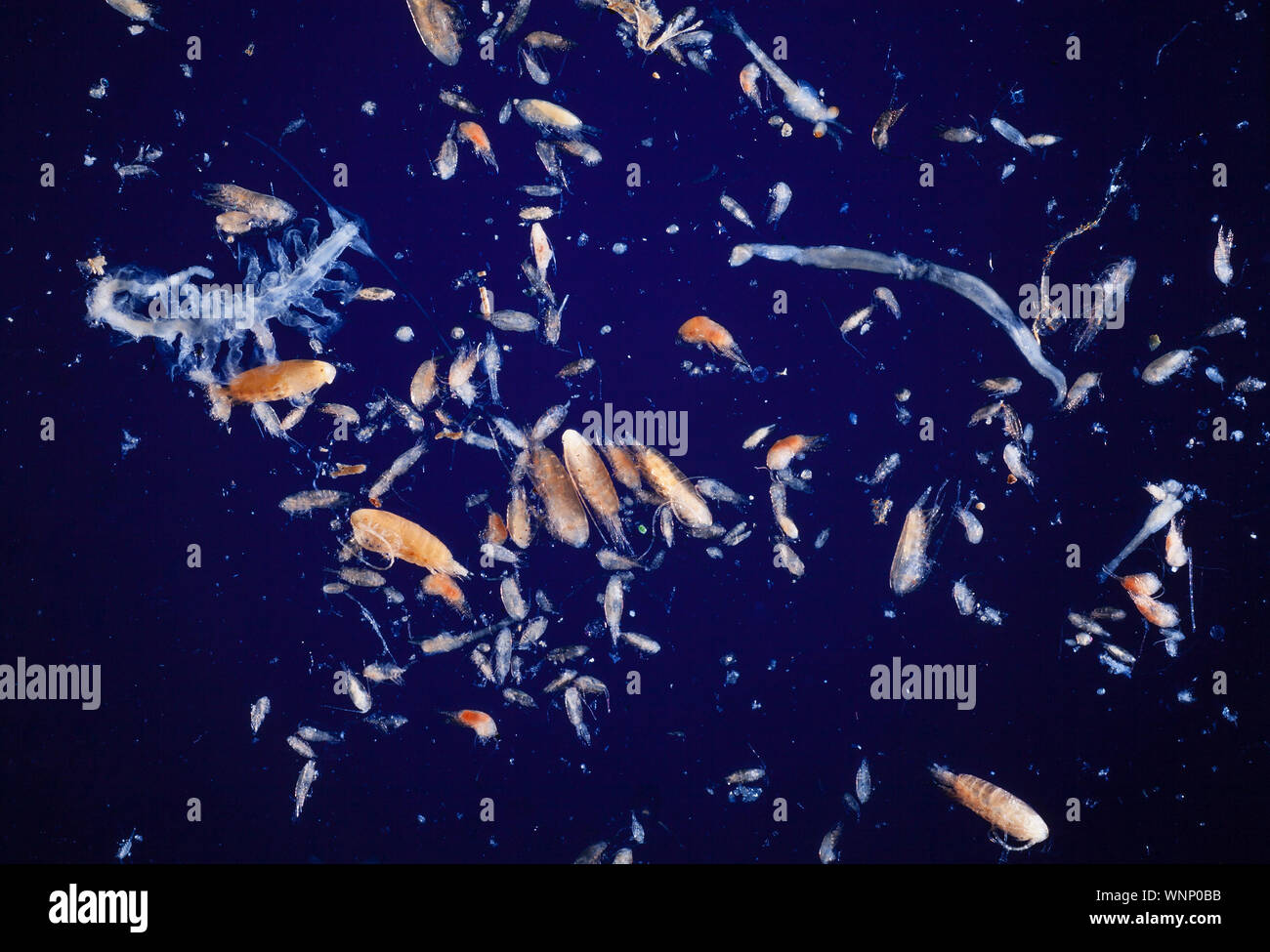 Marine Zooplankton, verschiedene Larvenstadien Stockfoto