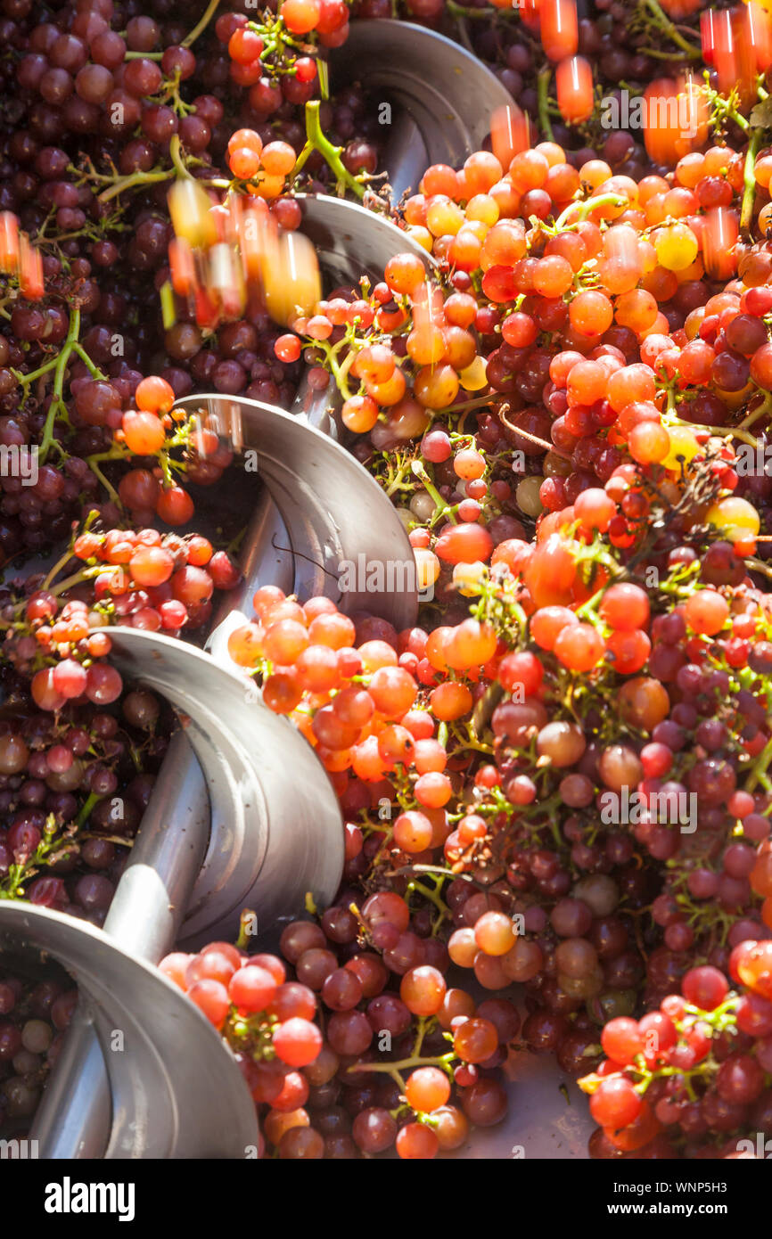 Reife Rote Weintrauben in einem Edelstahl brech Maschine verarbeitet. Weingut Vinifikation zerquetschen. Stockfoto