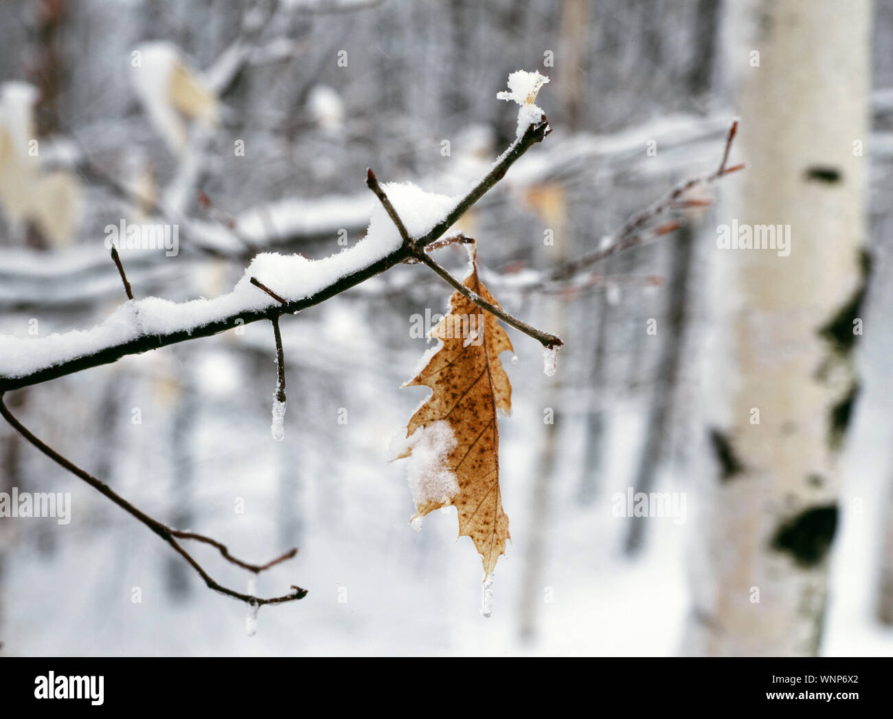 New Hampshire Winter Stillleben Stockfoto