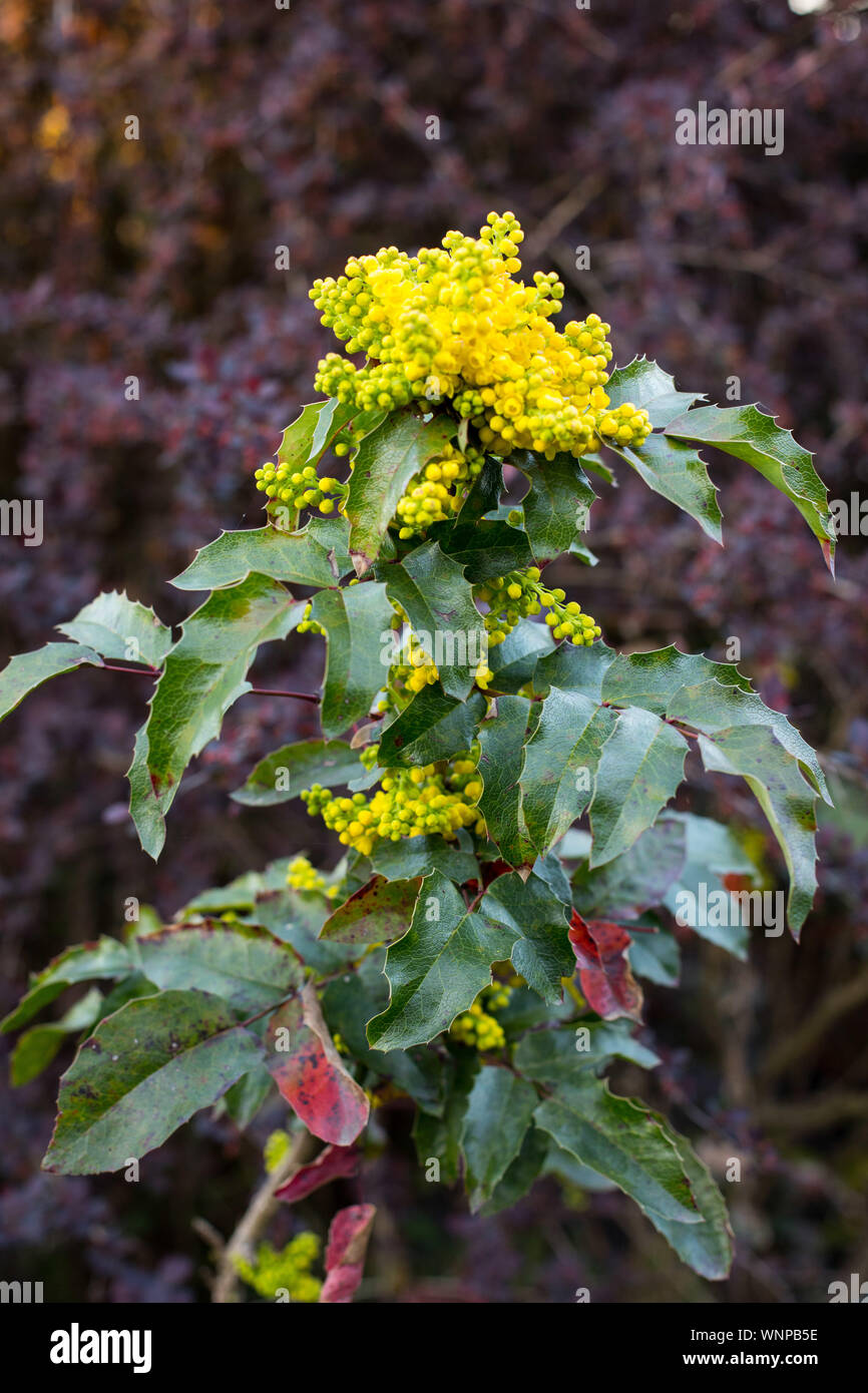 Nahaufnahme der Zweig der Holly Sprite, American Holly, Weihnachten  Stechpalme (Ilex aquifolium L.) in Gelb im Frhjahr blhen. Fr Weihnachten  Dekorationen verwendet Stockfotografie - Alamy