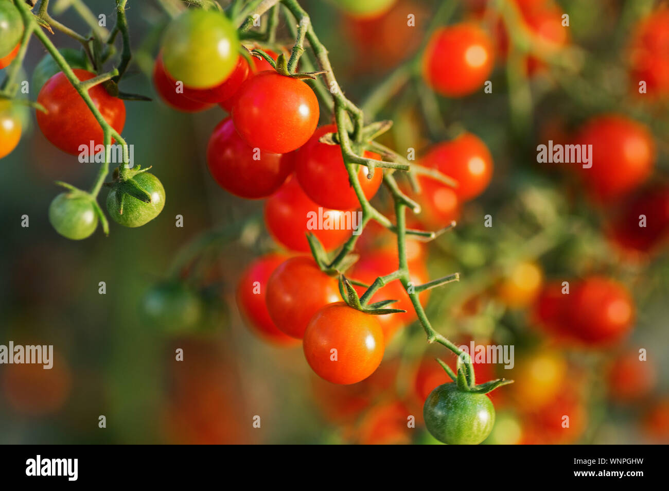 Kirschtomaten auf einen Ast. Wachsende Tomaten in einem Gewächshaus. Reife und Unreife Tomaten. Stockfoto