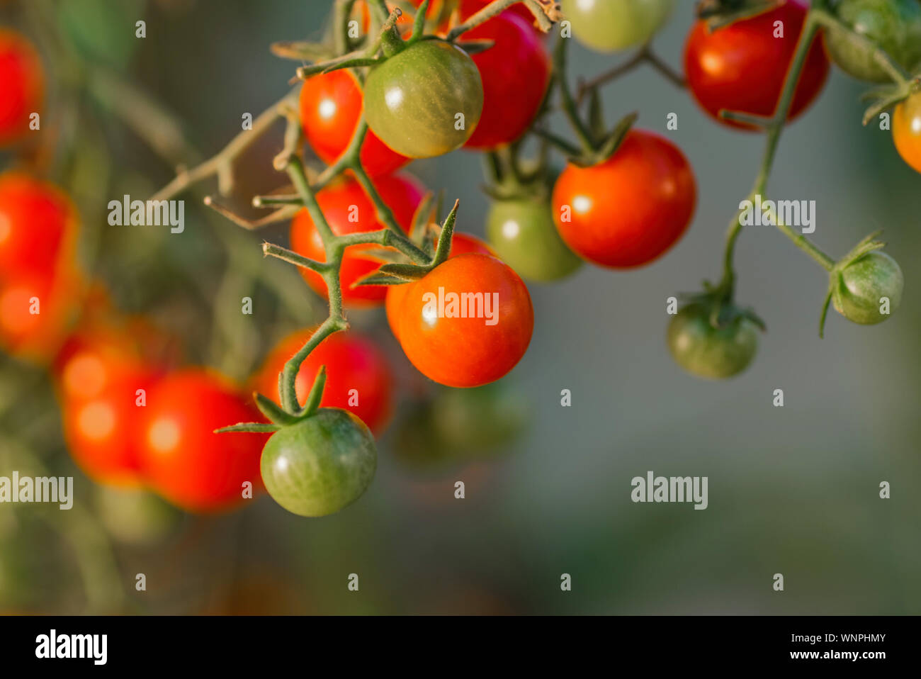 Kirschtomaten auf einen Ast. Wachsende Tomaten in einem Gewächshaus. Reife und Unreife Tomaten. Stockfoto