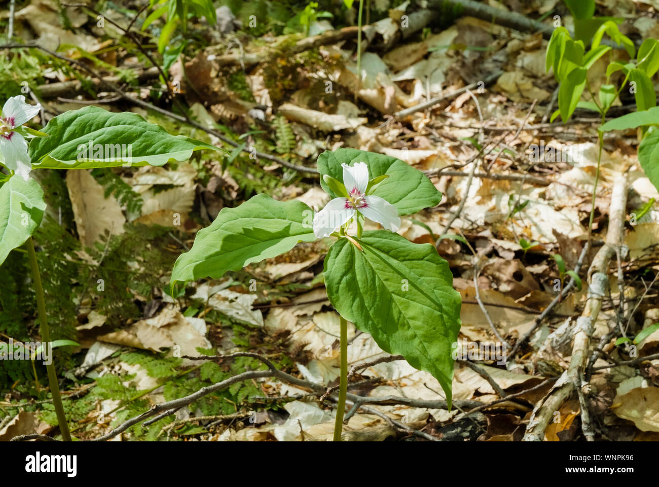 Malte Trillium Trillium undulatum - - auf der Seite der Appalachian Trail, beerbe Berg, South Peak, in New Hampshire White Mountains durin Stockfoto