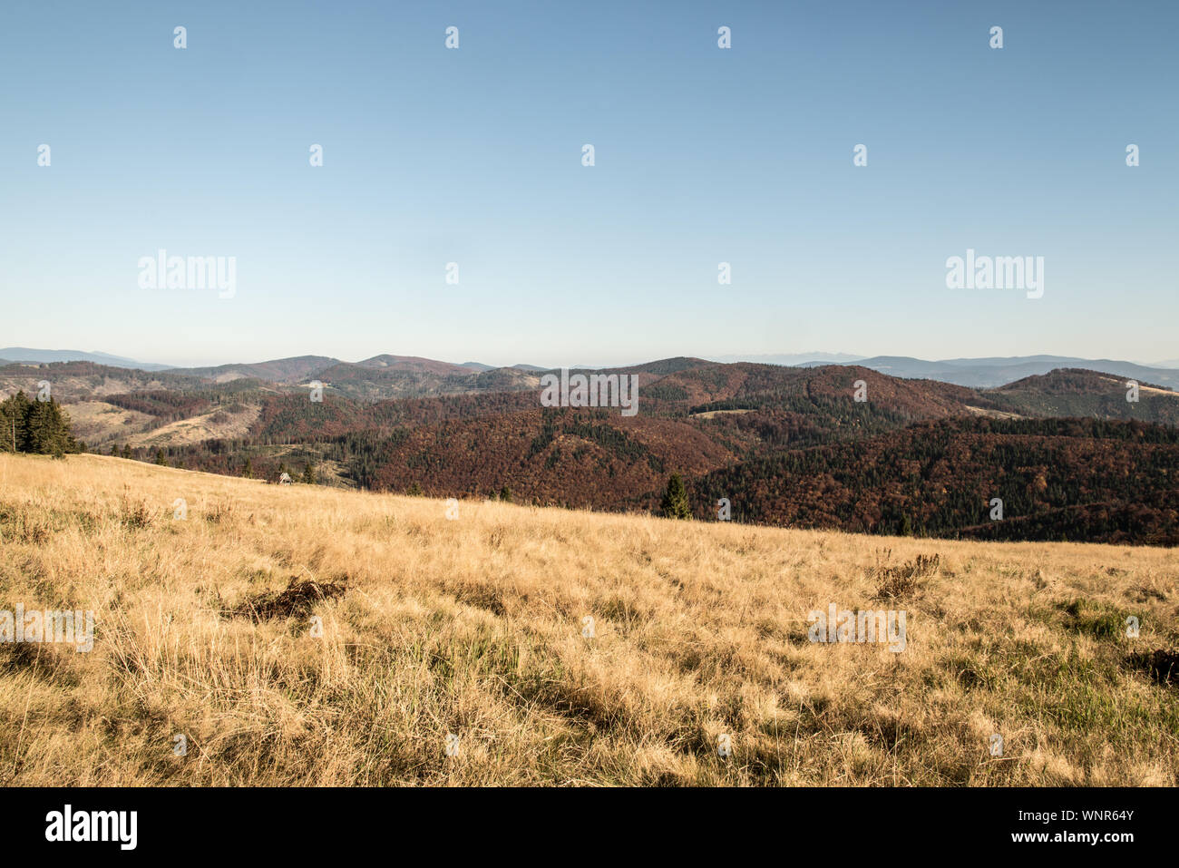 Herbst Beskid Zywiecki Bergen mit Hügeln, die von bunten Wald von Hala bedeckt na Malej Raczy Wiese auf polnisch-slowakischen Grenze Stockfoto