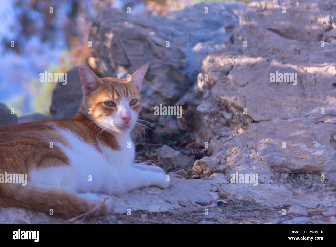 Katzen in Sierra Frost Benidorm Stockfoto