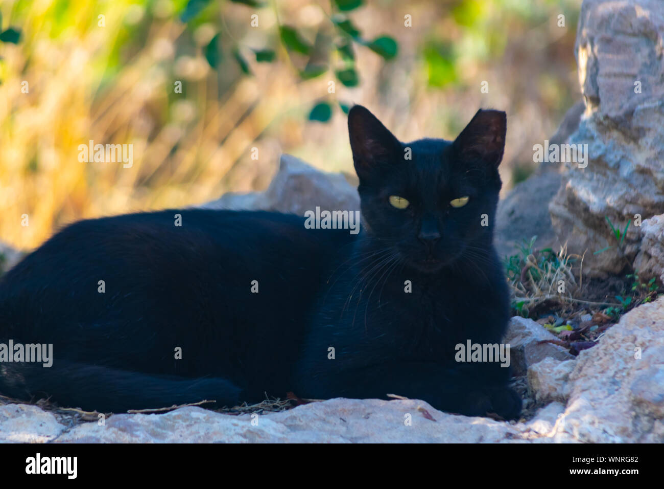 Schwarze Katze in Sierra Helada Benidorm, Spanien Stockfoto