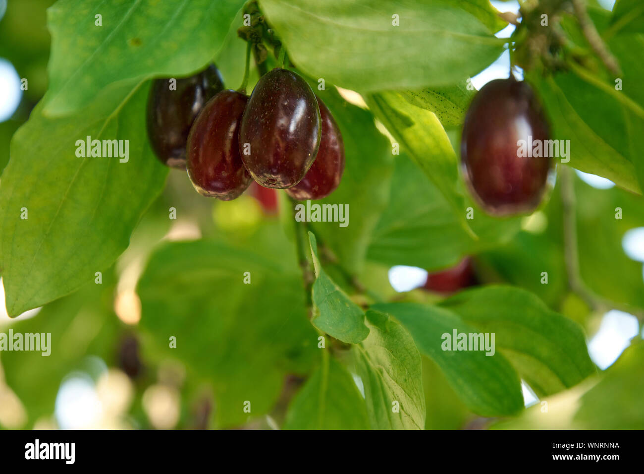 Zweig der Hartriegel Baum mit vielen reife rote Houndberries Stockfoto