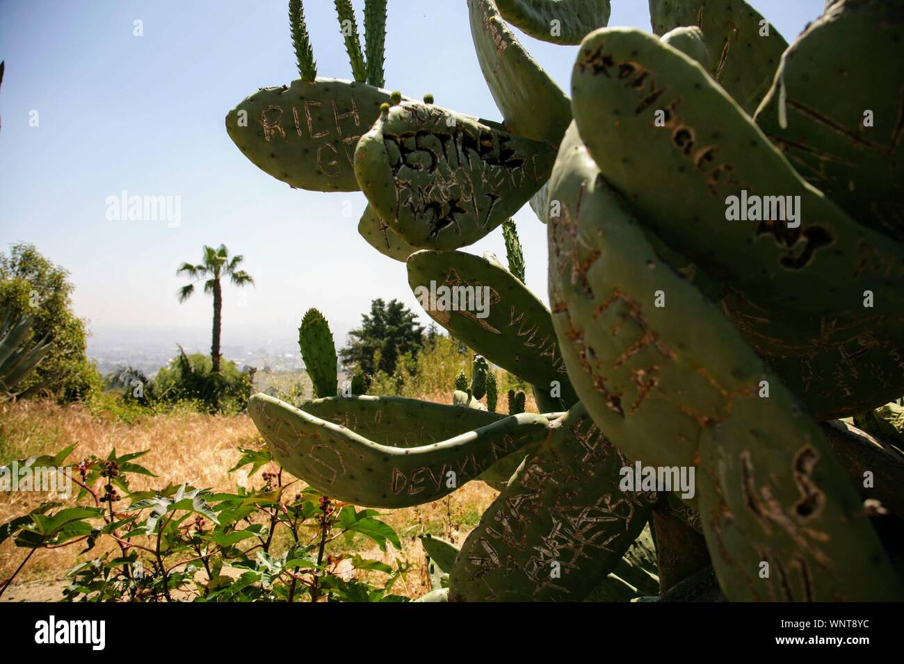 Ich schreibe über einen Kakteen im Runyon Canyon in Los Angeles, CA Stockfoto
