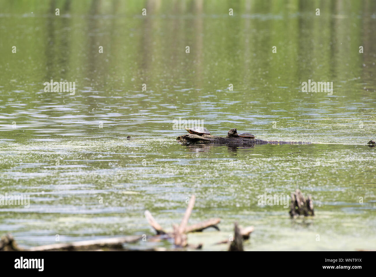 Wstern gemalte Schildkröte (Chrysemys picta bellii) Stockfoto