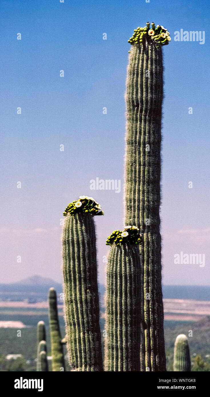 Die Saguaro Kaktus (Carnegiea gigantea) ist der größte Kaktus in den Vereinigten Staaten gefunden und kann wachsen, so groß wie 40 bis 60 Fuß (12 bis 18 m). Es dauert ca. 35 Jahre, bevor sie zu blühen beginnen, wie an der Oberseite dieser riesigen Exemplare in der Sonora-wüste im Südwesten Arizona, USA gesehen. Die reine weiße wachsartigen Blüten, blüht im Mai und Juni war die Blume von Arizona im Jahre 1931 bezeichnet. Die langsam wachsende Kakteen leben können, solange Sie 150 bis 200 Jahre. Saguaros haben vertikale Falten, die wie das Balg einer Ziehharmonika erweitert, wenn sie Wasser aus dem Boden aufnehmen. Stockfoto