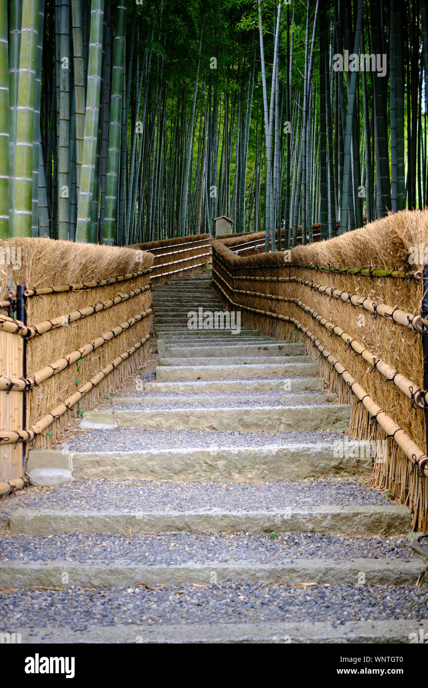 Ein Weg durch einen Bamboo Grove in Kyoto, Japan mit Bambus fechten auf  beiden Seiten in der Ferne verschwinden Stockfotografie - Alamy