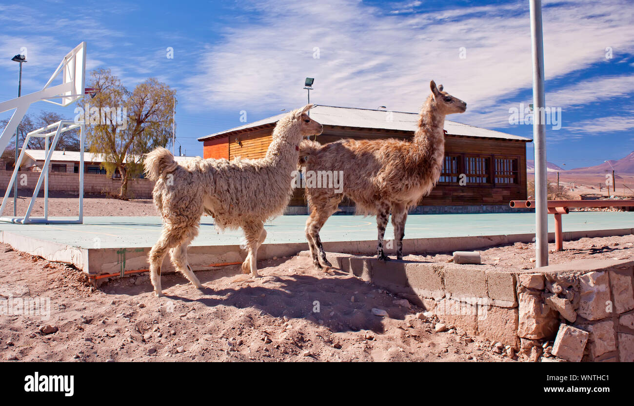 Lamas in der Stadt Atacama, Atacama, Chile Stockfoto