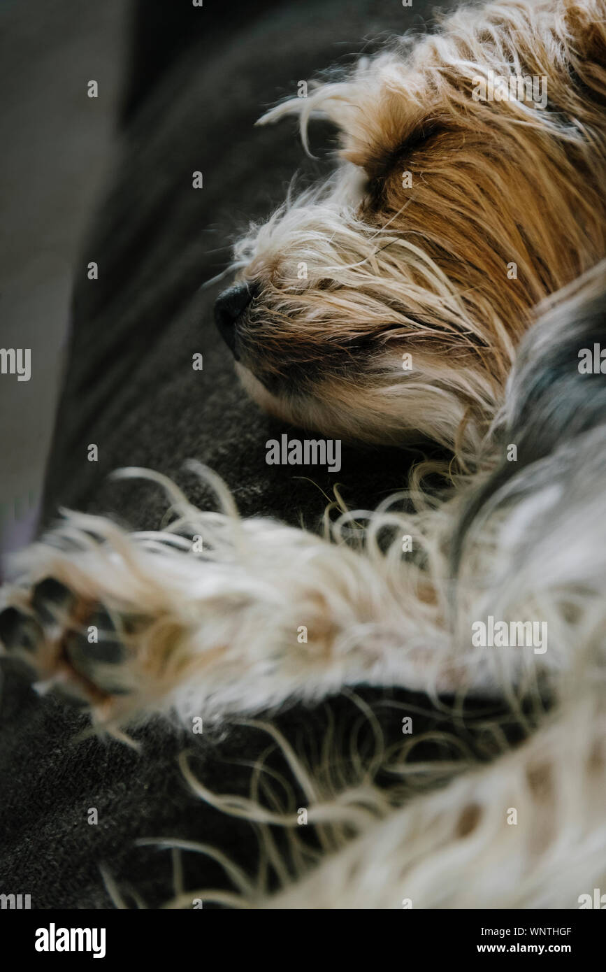 Schließen Sie sich an Profil von einem kleinen Hund schlafen auf der Couch. Stockfoto