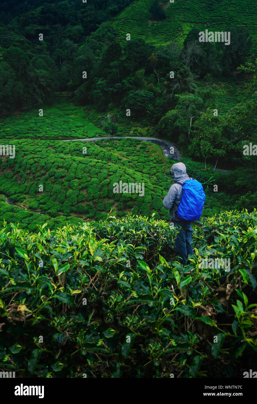 Wanderer in den Teeplantagen in den Cameron Highlands, Malaysia. Stockfoto