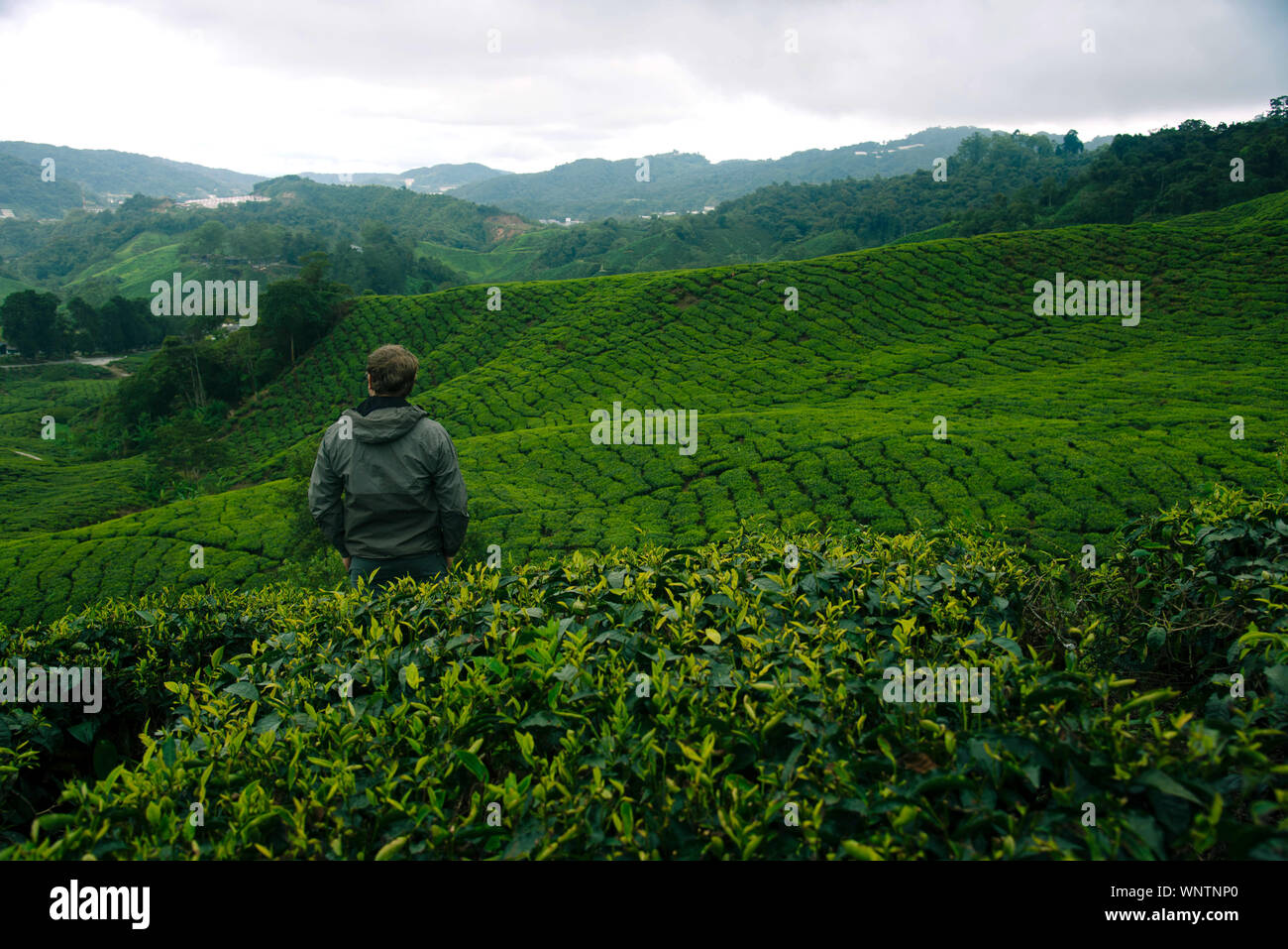 Wanderer in den Teeplantagen in den Cameron Highlands, Malaysia. Stockfoto
