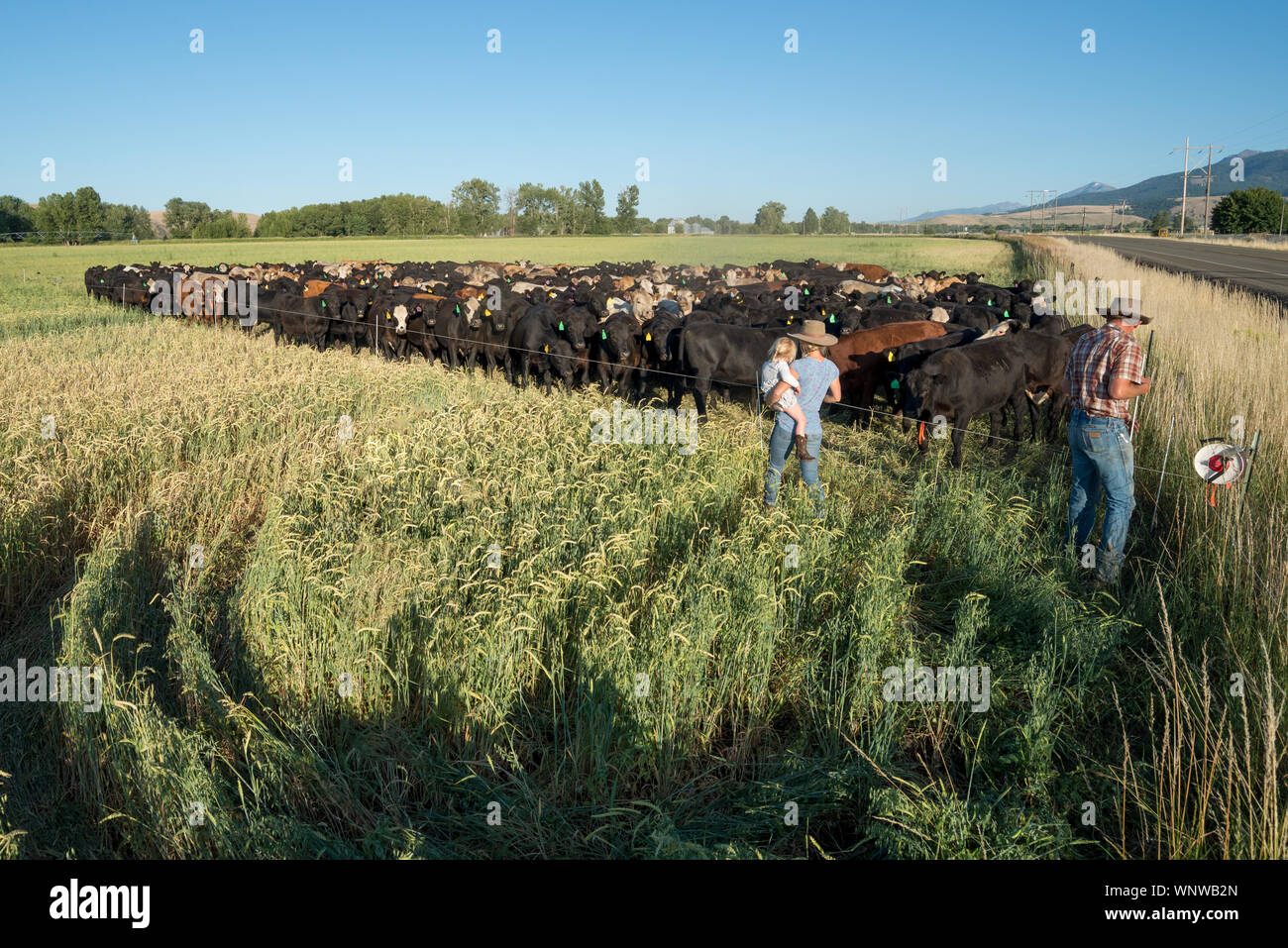 Viehzüchter, einem elektrischen Zaun in Oregon Wallowa Tal. Stockfoto