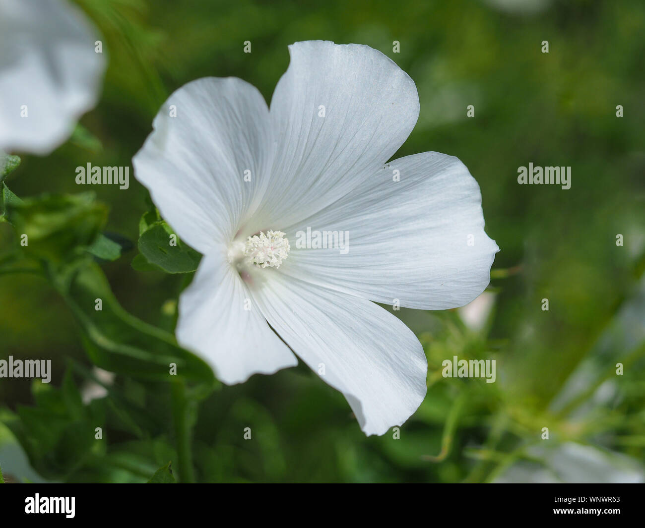 Nahaufnahme von einem wunderschönen weißen Lavatera Blume in einem Garten Stockfoto