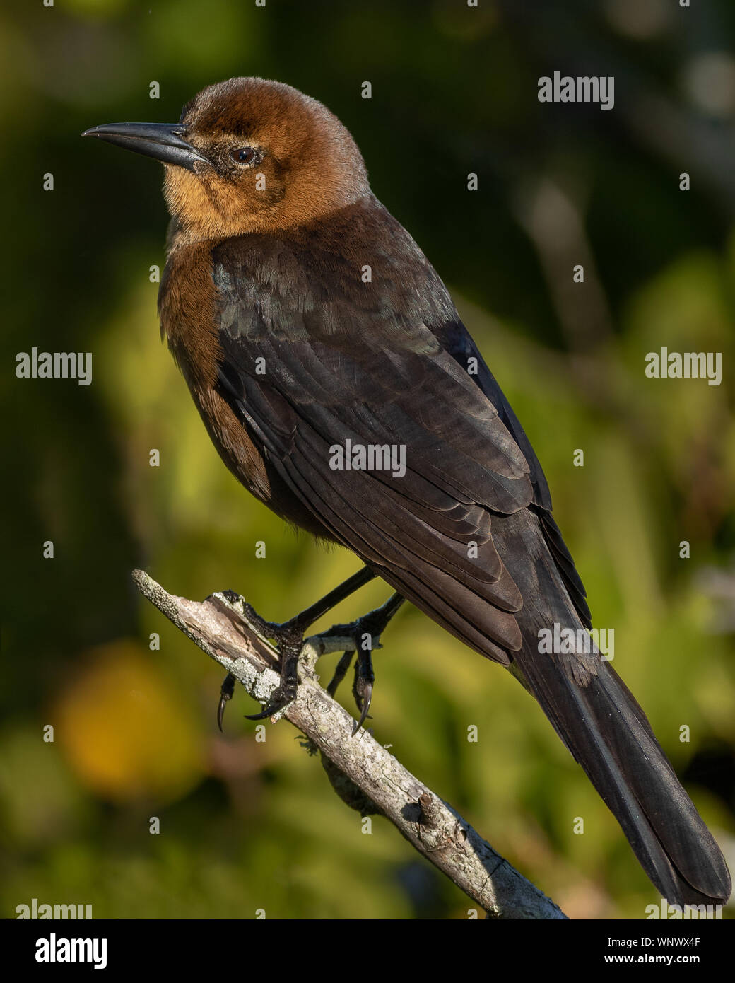 Boot-tailed Grackle (weiblich) Stockfoto