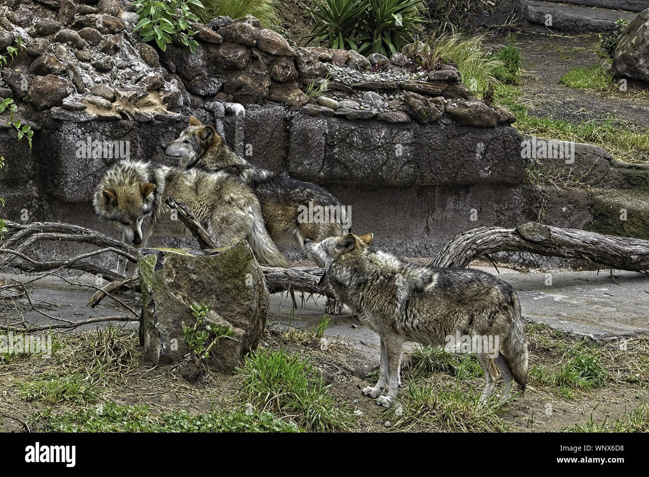 Mexikanische grauen Wolf. Packung mit drei Wölfe stehend Stockfoto