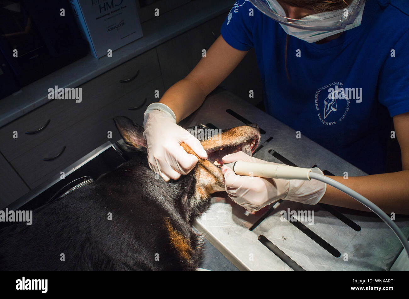 Hund, Zahn, Zähne, Zahnmedizin, Tiermedizin, Tierarzt, Pet, Tierarzt, Arzt, Büro, Stomatologie, am 5. September 2019. (CTK Photo/Libor Sojka Stockfoto