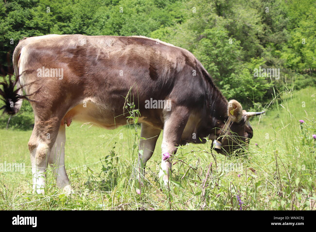 Kuh. Eine schöne Kuh auf der grünen Wiese oder Weide. Milch Kuh außerhalb auf einem Bauernhof. Stockfoto