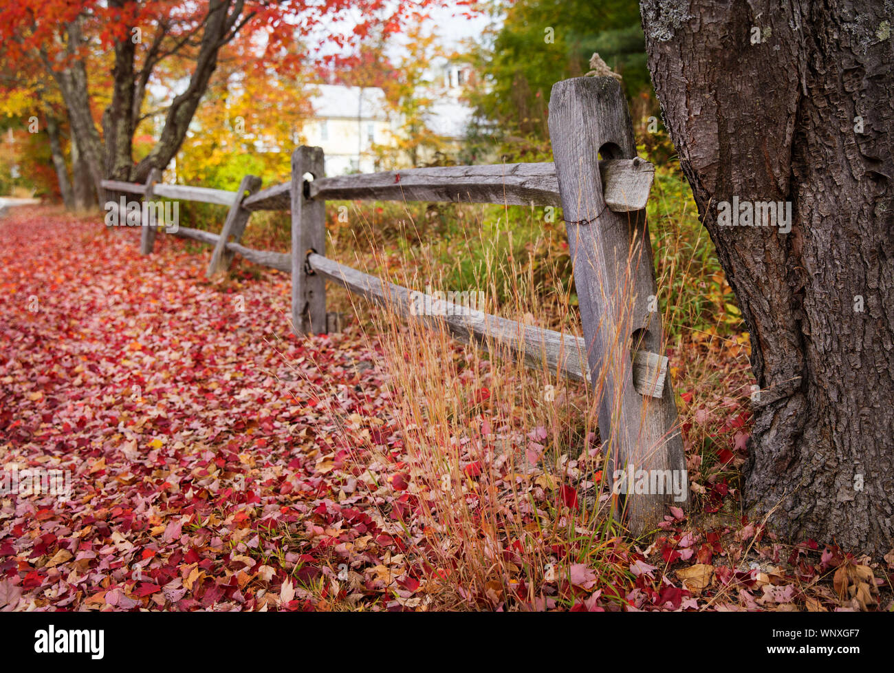 Abfallzeit in New England. Fahren Landstraßen bringt sie letzten Herbst saisonal Szenen mit bunten Bäumen und alten Zaun Linien. Leaf peeping Vermont Stockfoto