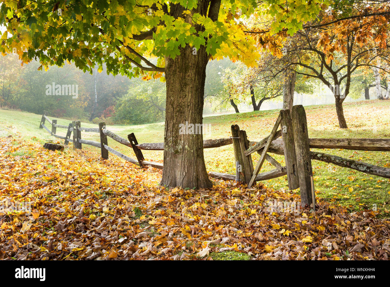 Abfallzeit in New England. Fahren Landstraßen bringt sie letzten Herbst saisonal Szenen mit bunten Bäumen und alten Zaun Linien. Leaf peeping Vermont Stockfoto