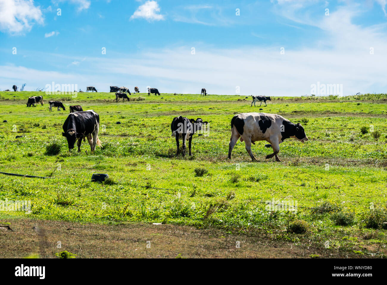 Hawai'i, die grosse Insel, Nord Kahala, Rinder Ranch Stockfoto