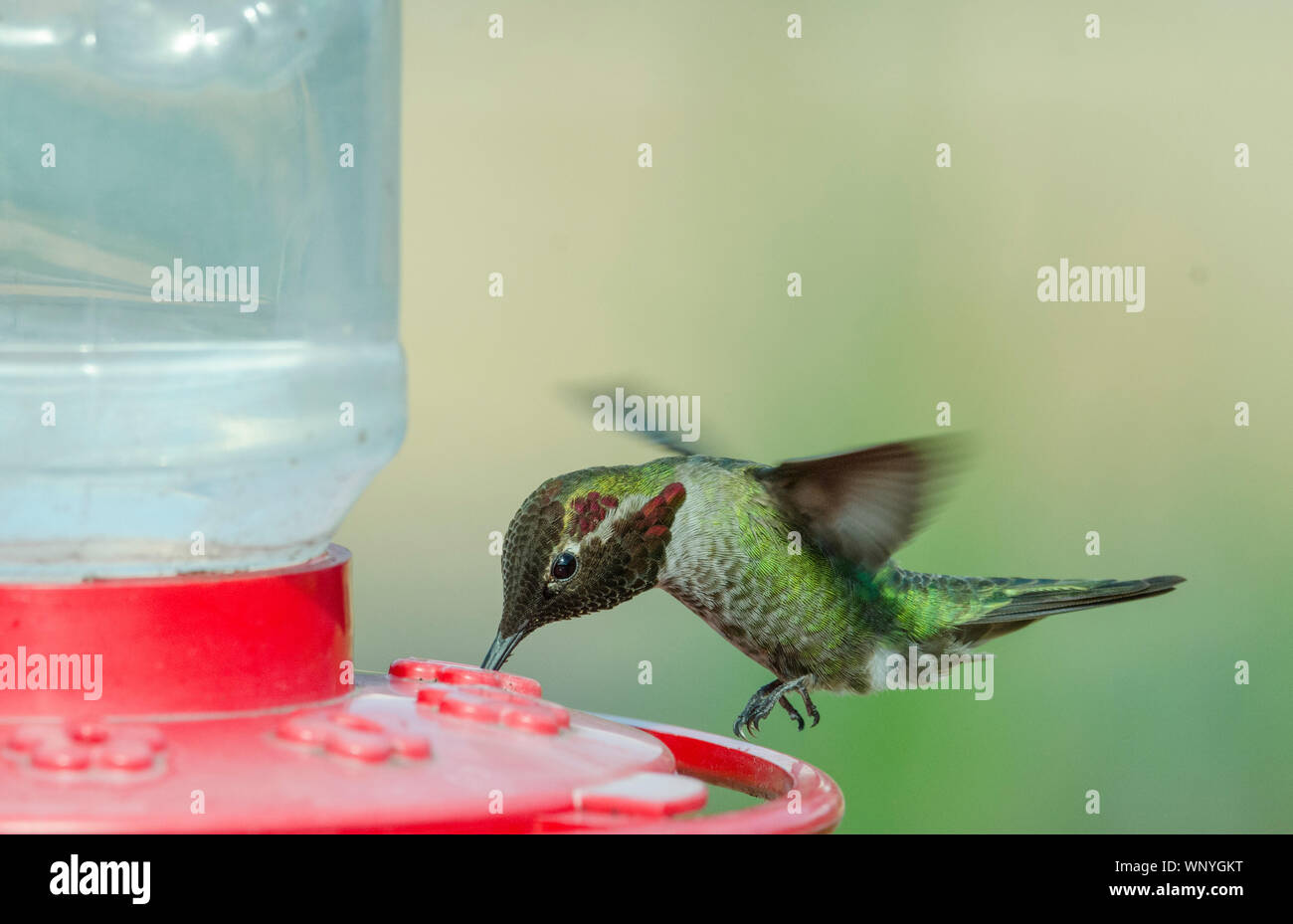 Ein Kolibri schwebt beim Füttern auf Nektar aus einer kolibrizufuhr in Redmond, Washington. Stockfoto