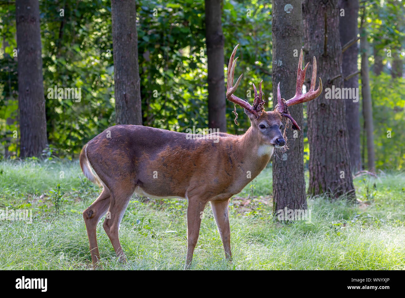 Foto von White tailed deer mit Geweih Samt Stockfoto