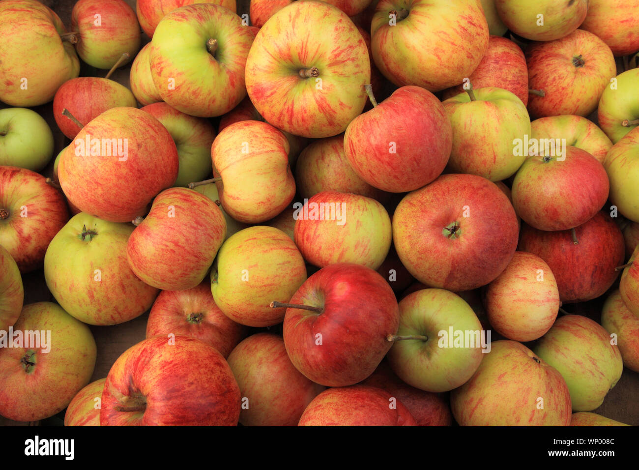 Apple "EPICURE", Äpfel, benannte Sorte, gesunde Ernährung, Hofladen, Anzeige Stockfoto