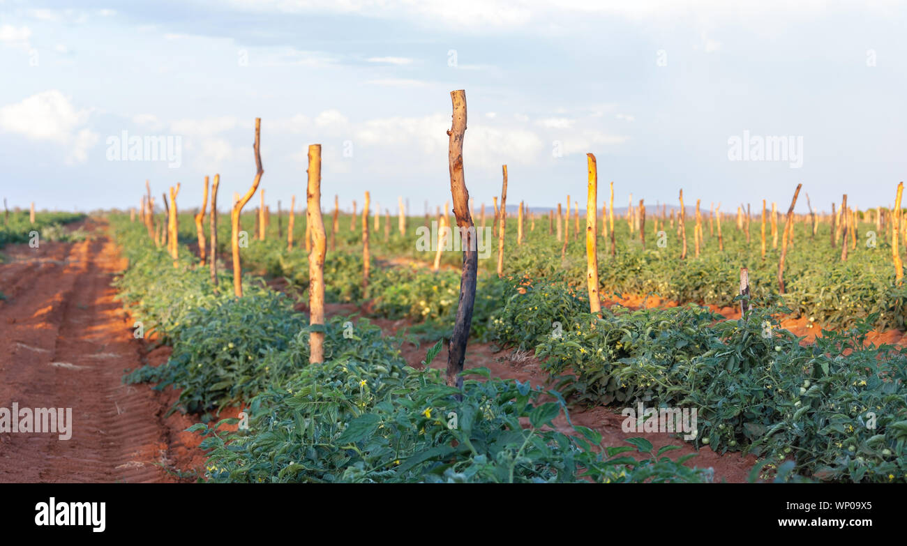 Grüne Tomaten in einem Feld Stockfoto