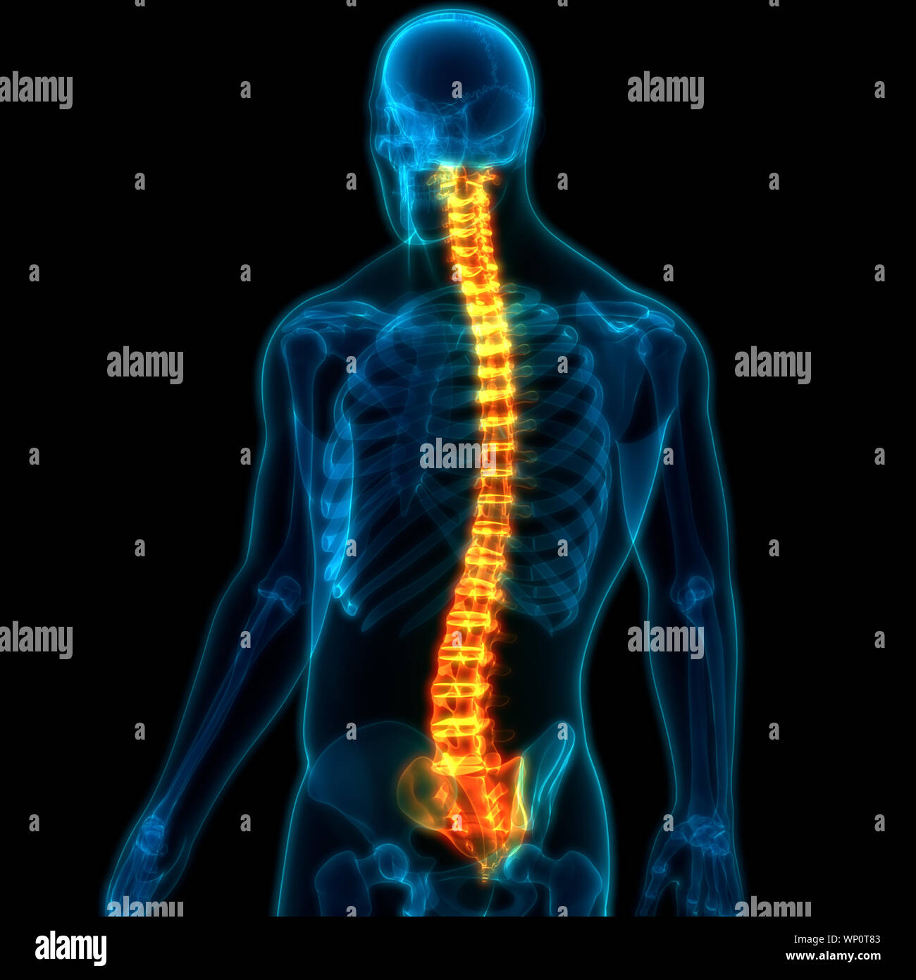 Menschliches Skelett System Wirbelsäule Anatomie Stockfotografie - Alamy